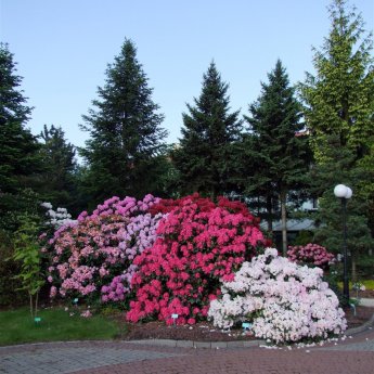 57dc09267061c